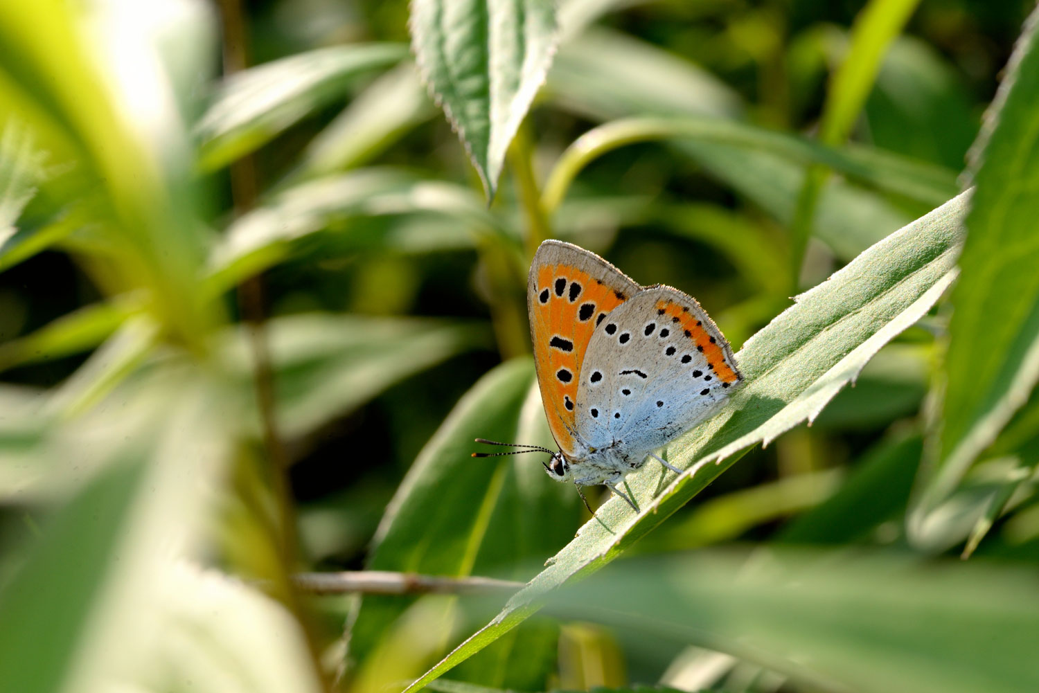 Lycaena Dispar