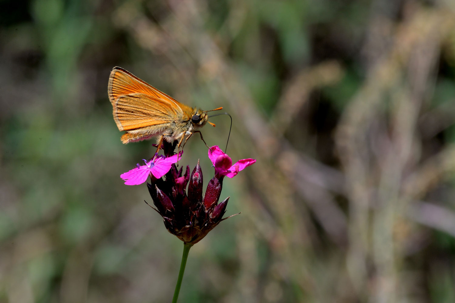 Ochlodes Venatus