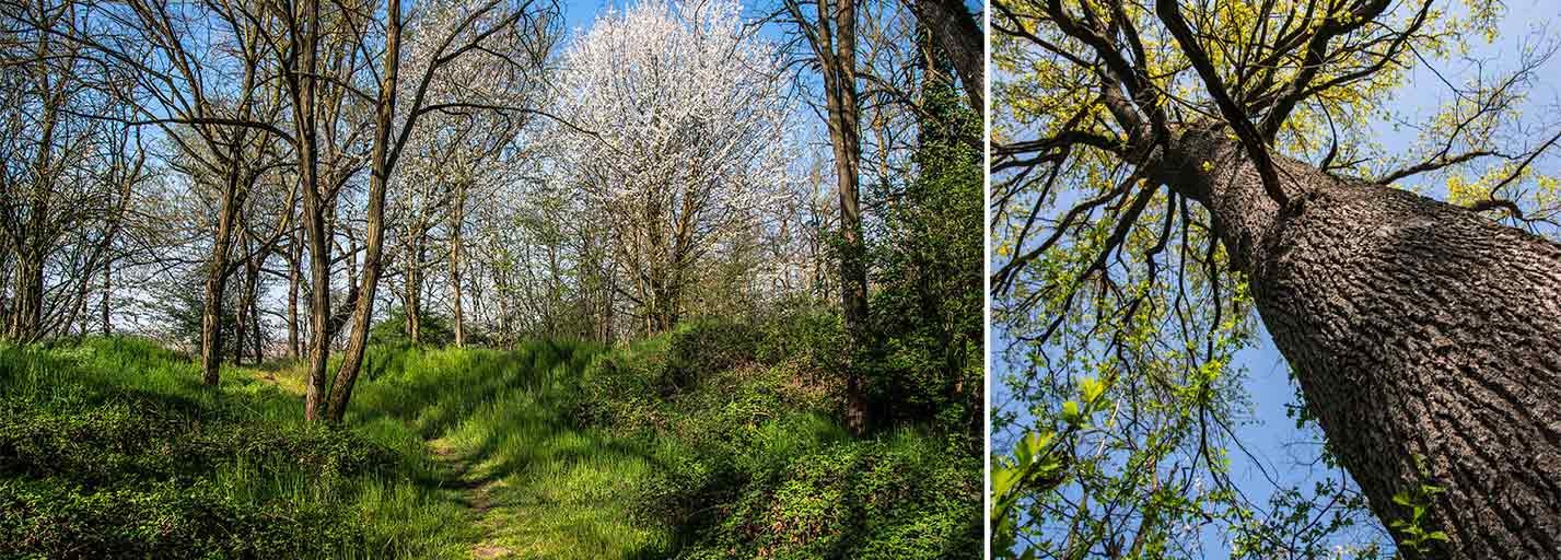 Oasi Lipu Bosco del Vignolo