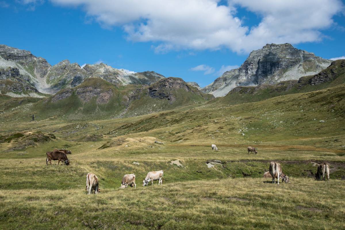 Pascoli all'Alpe Devero