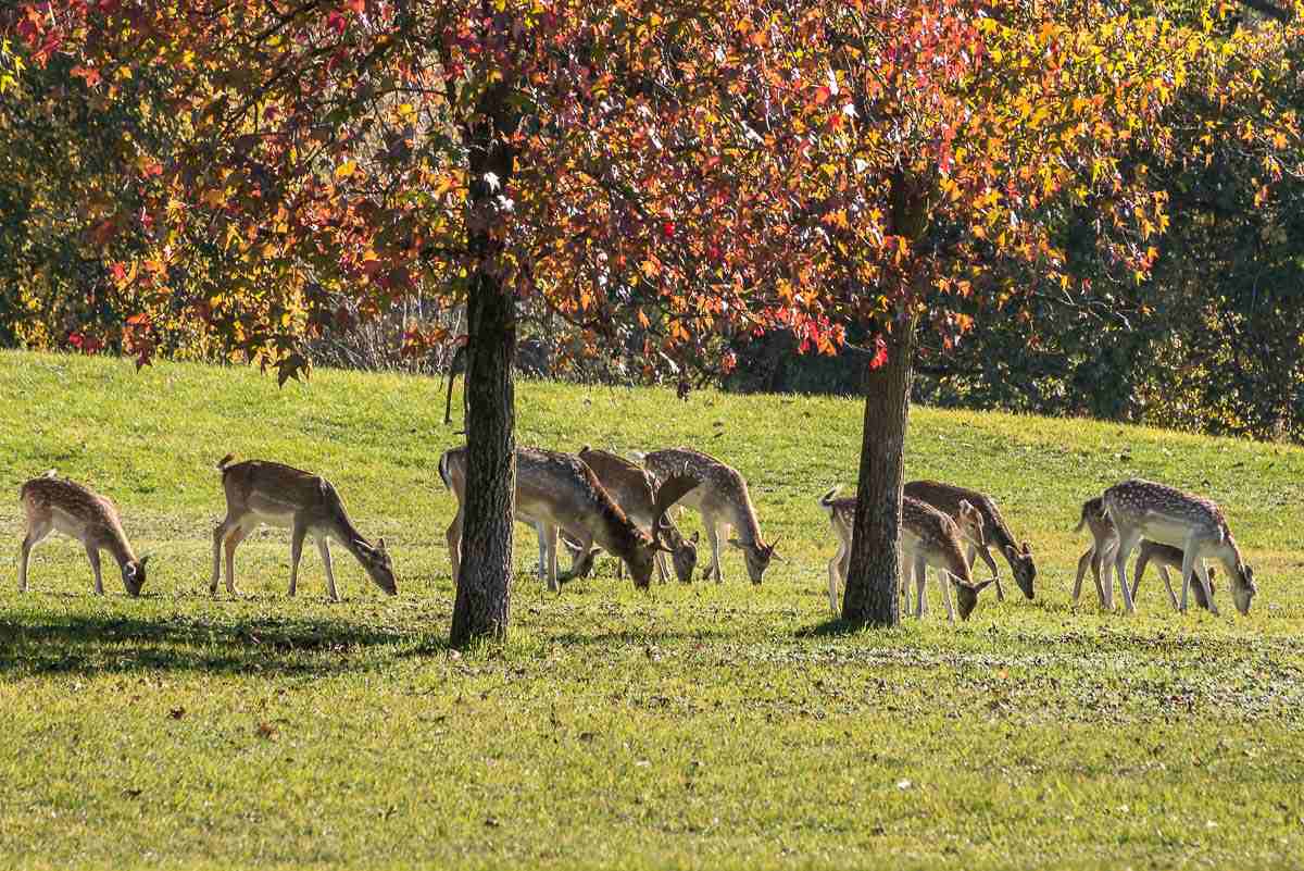 agriturismo i leprotti autunno