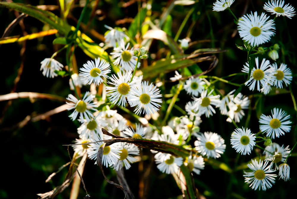 Fioriture - Anello mulino di Bellinzago