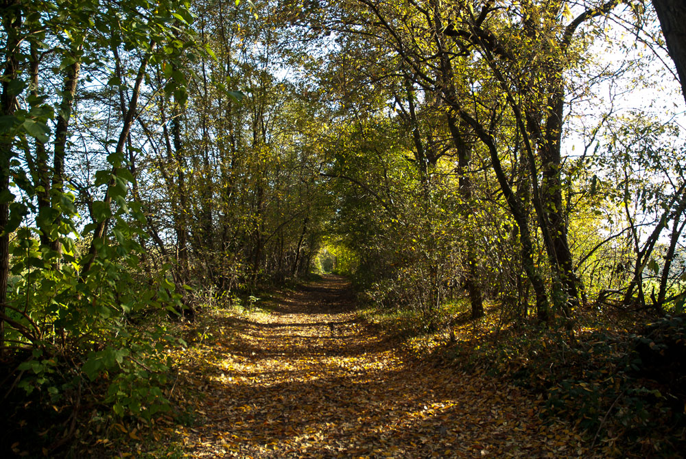 Passeggiando nel bosco - Anello mulino di Bellinzago