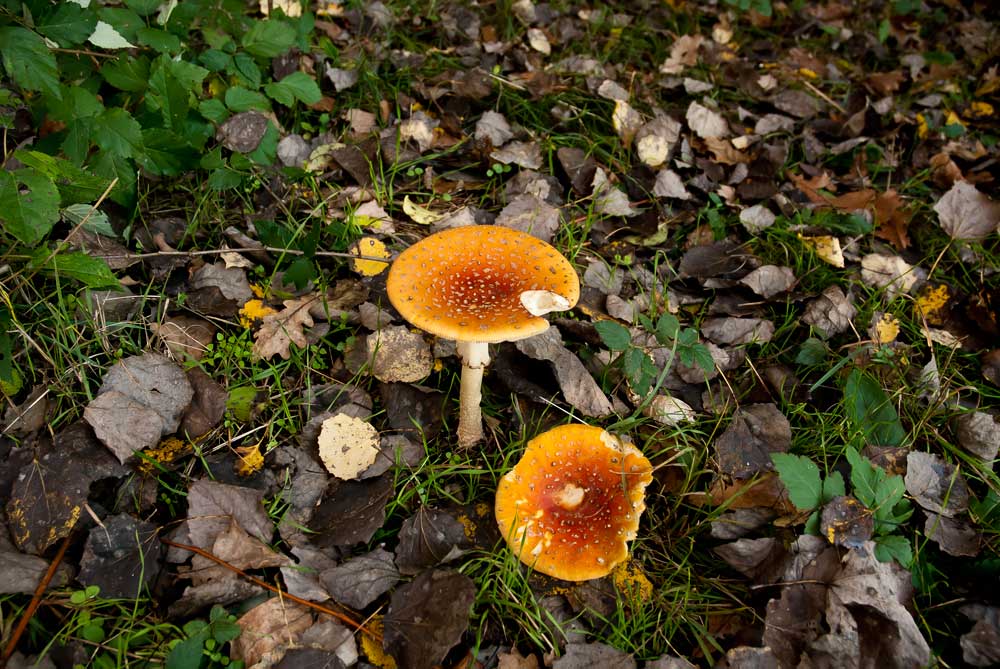 Funghi - Anello Ronchi - Sentiero delle Farfalle