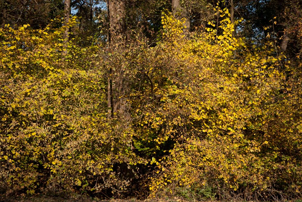 Colori d'autunno - Anello Ronchi - Sentiero delle Farfalle