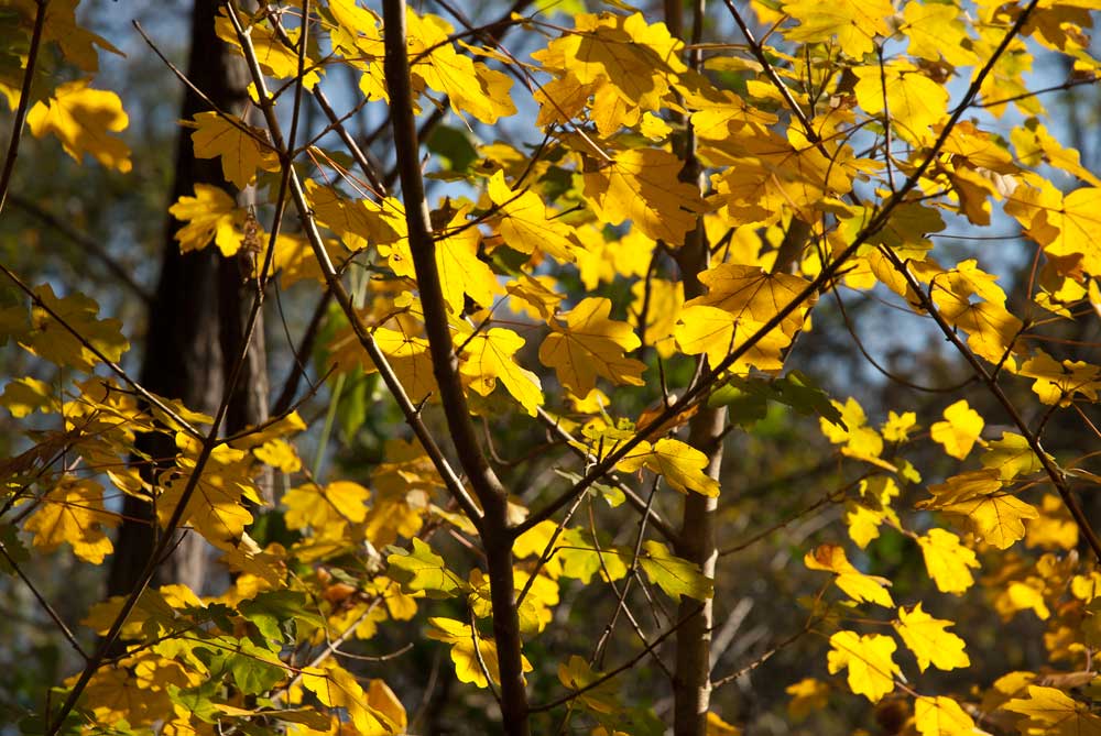 Colori d'autunno - Anello Ronchi - Sentiero delle Farfalle