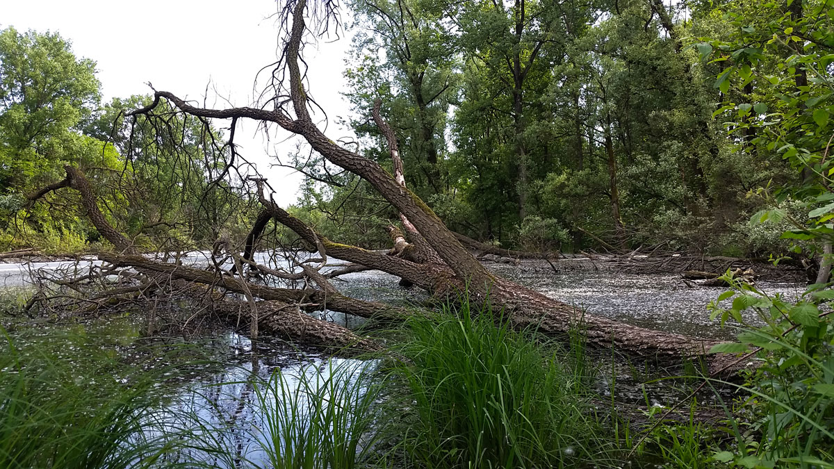 alberi caduti lanca di bernate