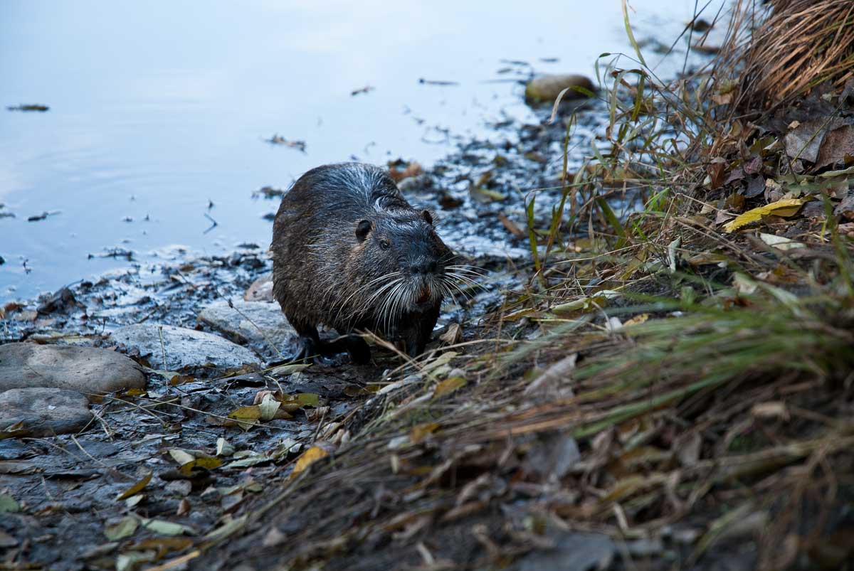 Nutria alla Lanca di Bernate