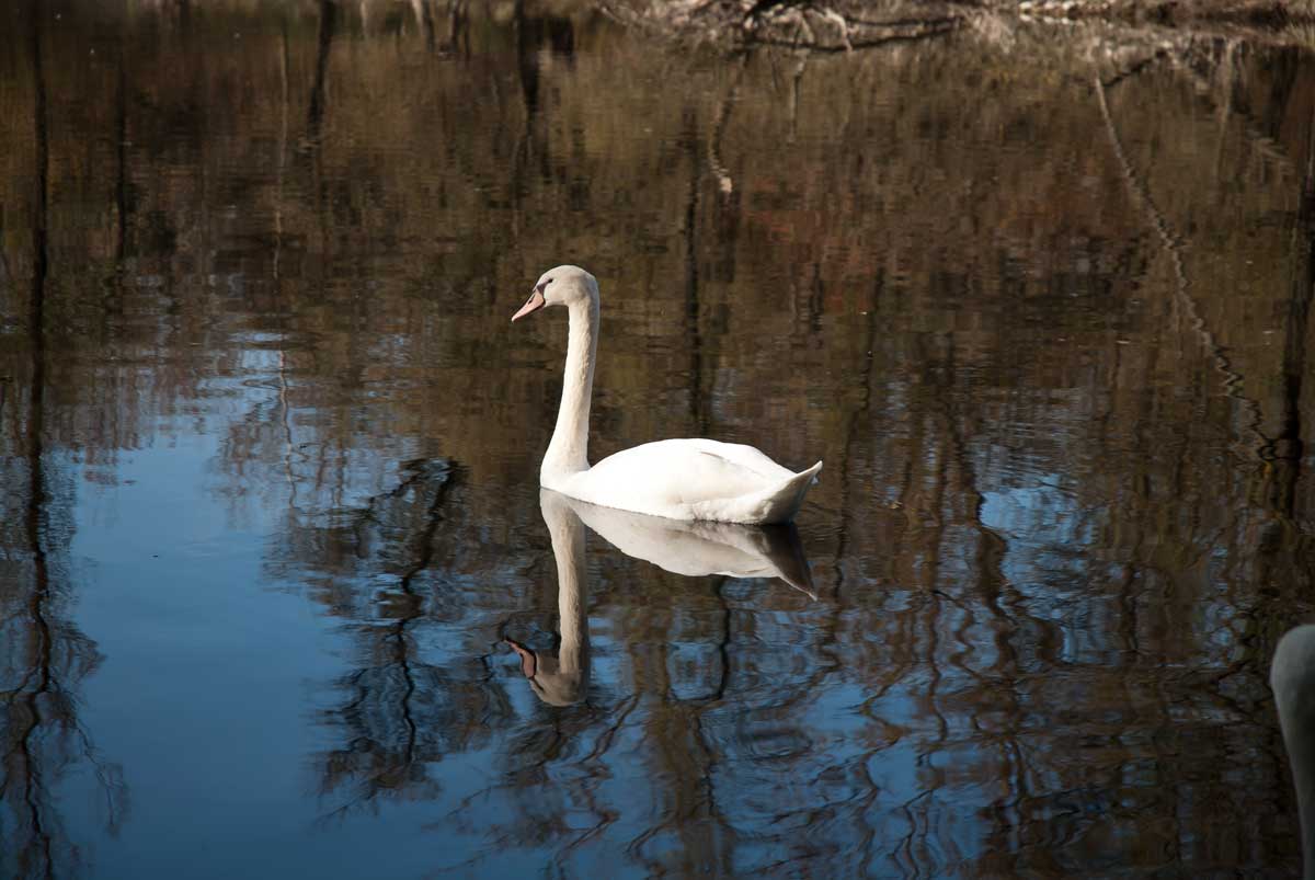 Lanca di Bernate cigno