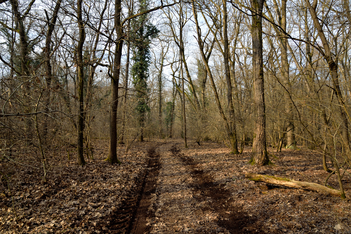 Il bosco - Percorsi al Parco Mandelli