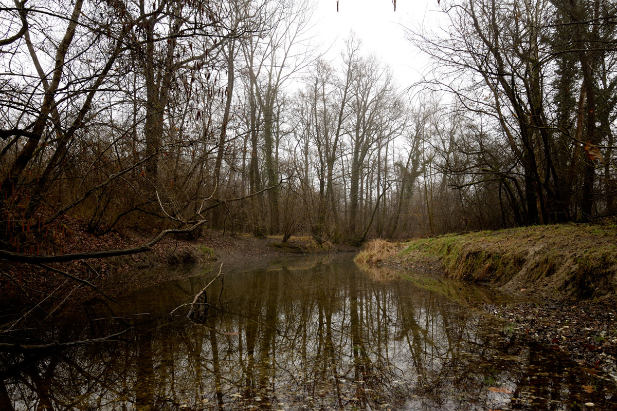 Il bosco e le rogge - anello canale delizia