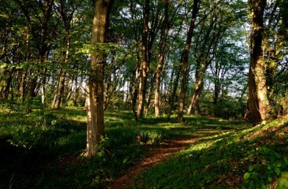 Librarsi - Passeggiata Cascina Forestina