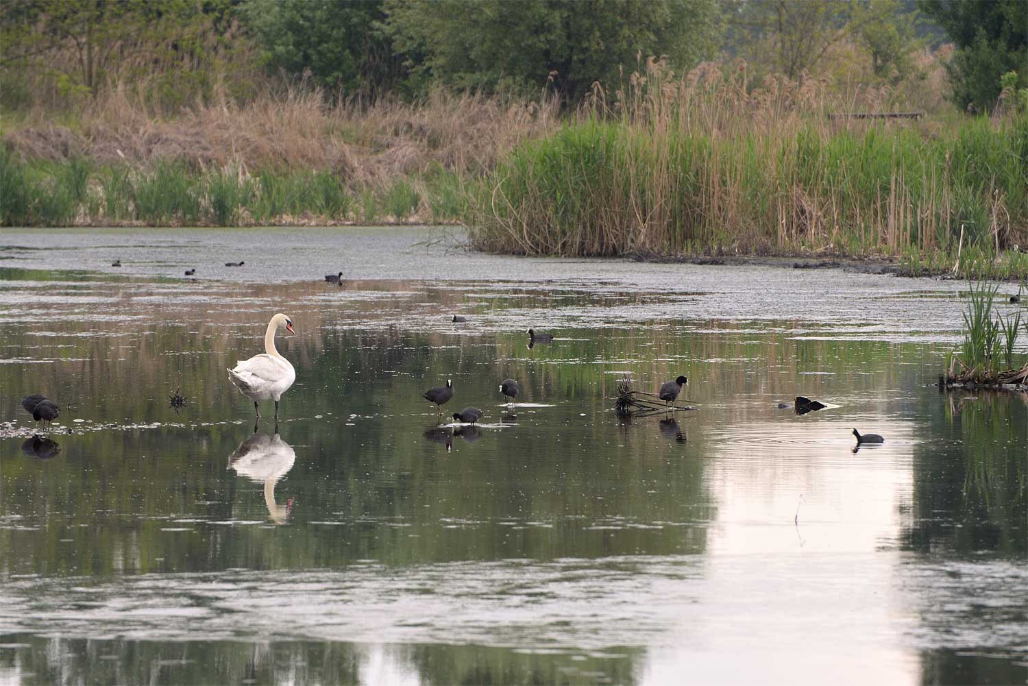 Cigno e folaghe - Vasche di fitodepurazione dell'Arnetta