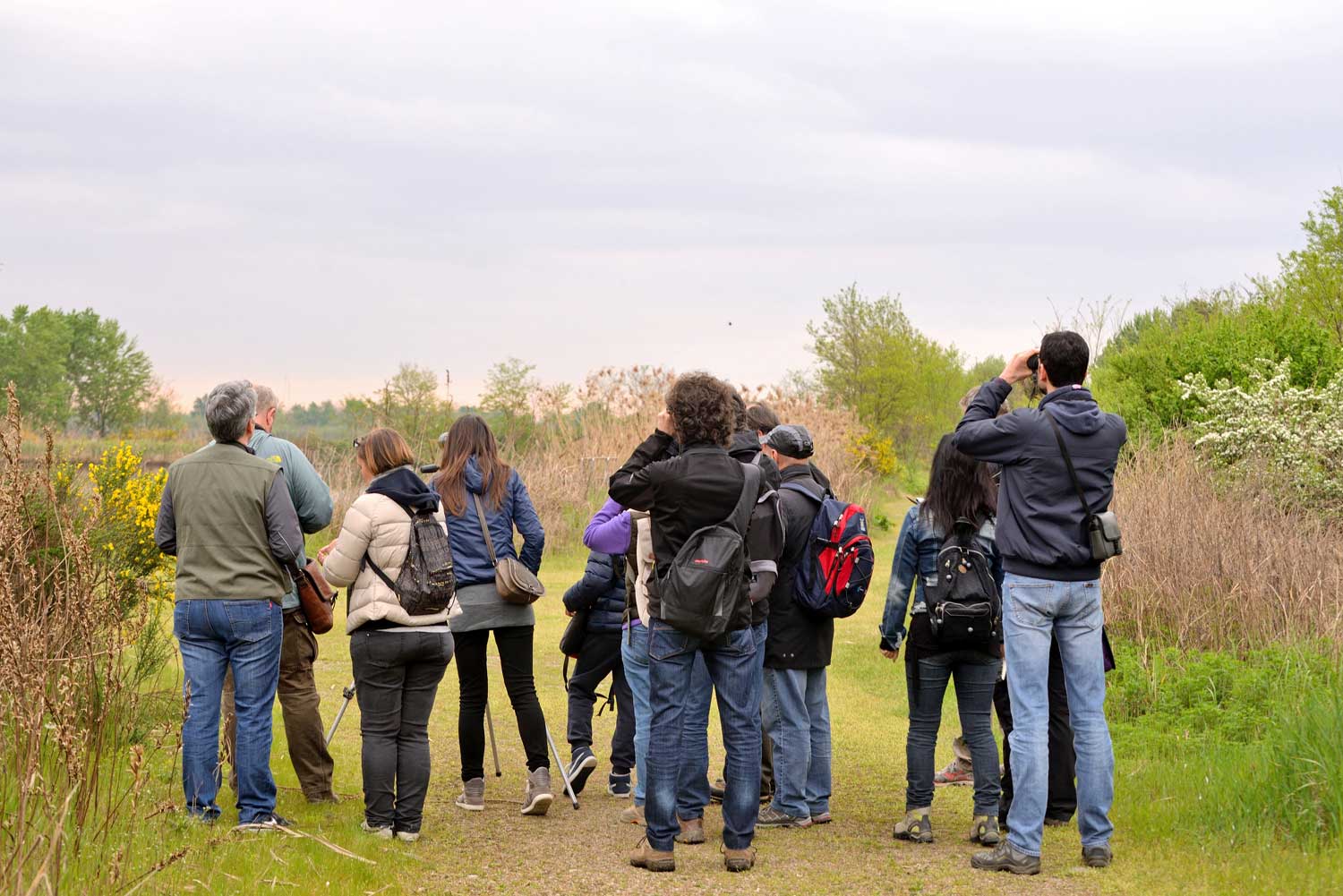 Birdwatching - Vasche di fitodepurazione dell'Arnetta