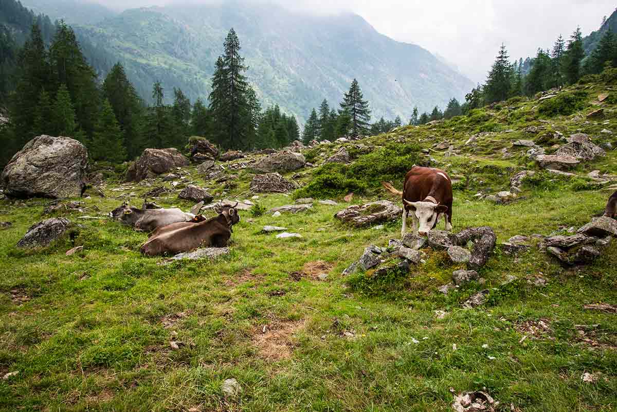 Mucche al pascolo risalendo al Calderini