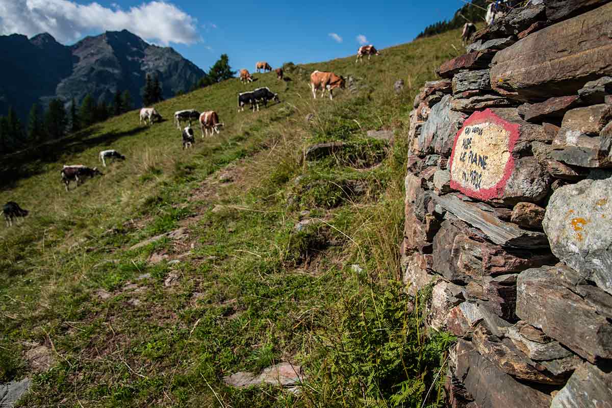 Alpe Le Piane - Cima Mutta - sentiero